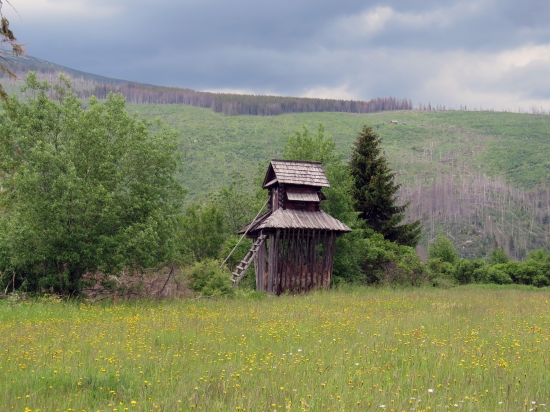 na rozkvitnutej lúke