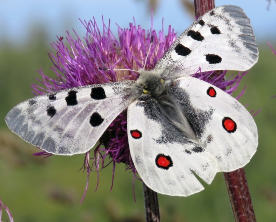jasoň červenooký (Parnassius apollo)