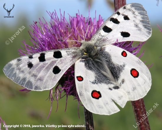 jasoň červenooký (Parnassius apollo)