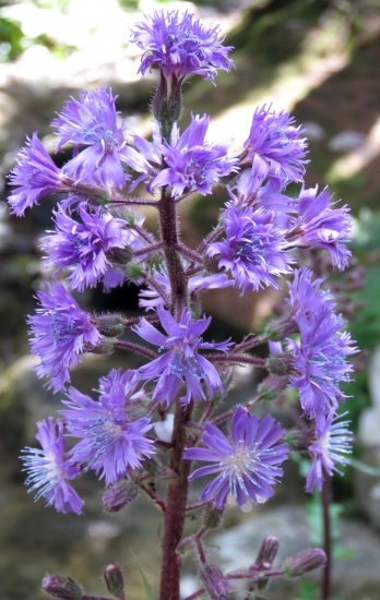 mliečivec alpínsky (Cicerbita alpina)