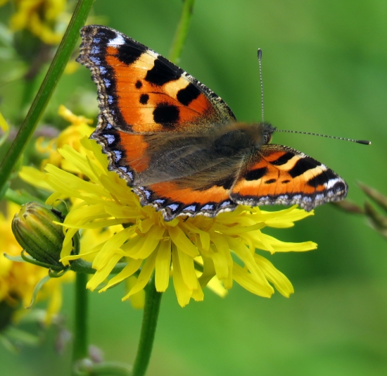 babôčka pŕhľavová (aglais urticae)