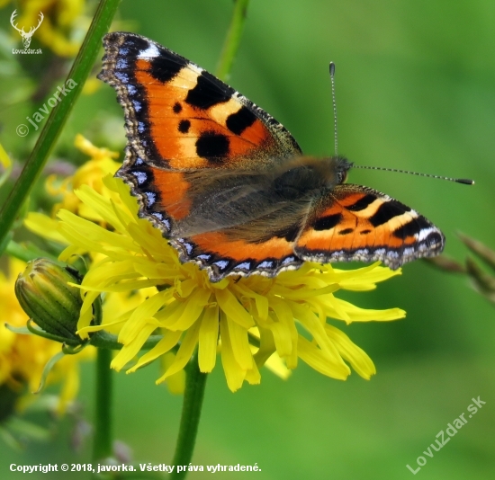 babôčka pŕhľavová (aglais urticae)