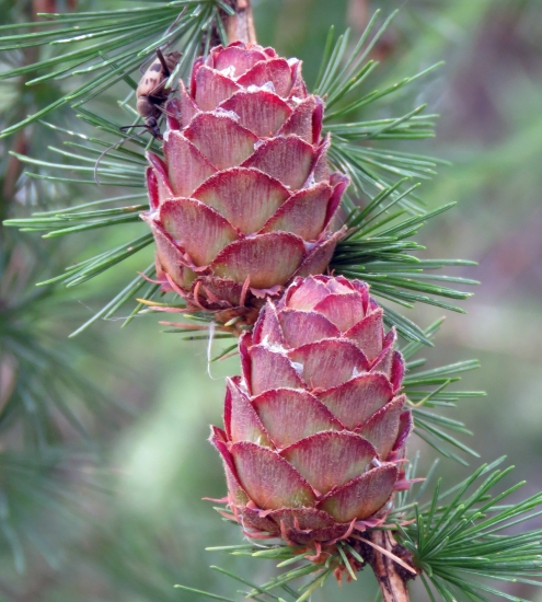 smrekovec opadavý (larix decidua)