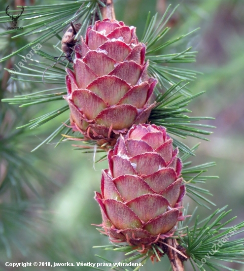 smrekovec opadavý (larix decidua)