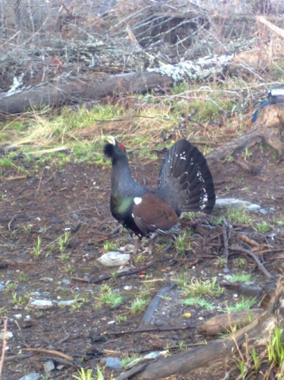 Jarny tok Hlucháňa