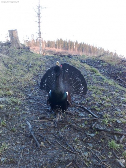 U nas vzacne zijuci druh