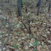 Na cvikach z hospodárskej úpravy lesov