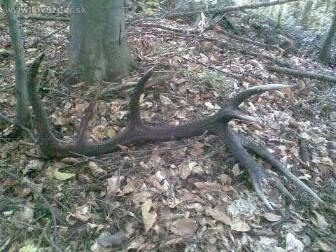 kamaratov úspech na hubách