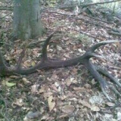 kamaratov úspech na hubách