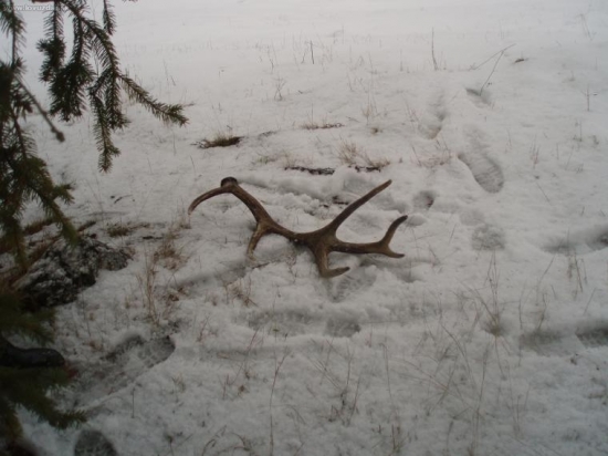 zimnaa radosť pod smrekom