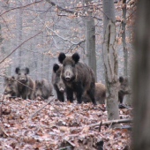 Vedúca 20 člennej výpravy