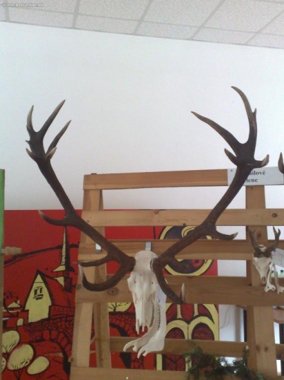 Zlatý jeleň z Osady