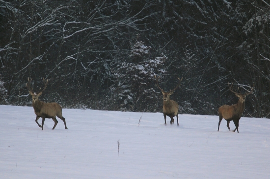 večerná cesta za potravou...