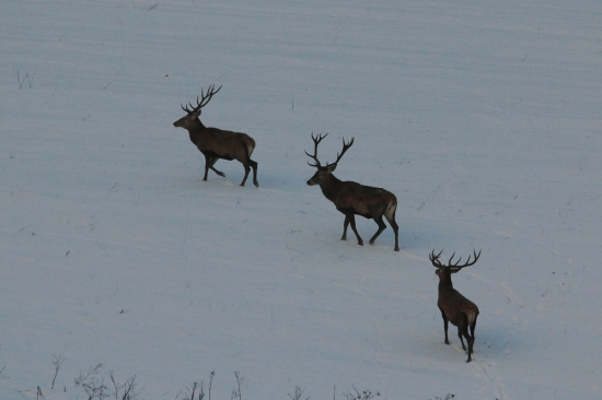 na TROCH KRÁLOV som odfotil TROCH KRÁLOV....