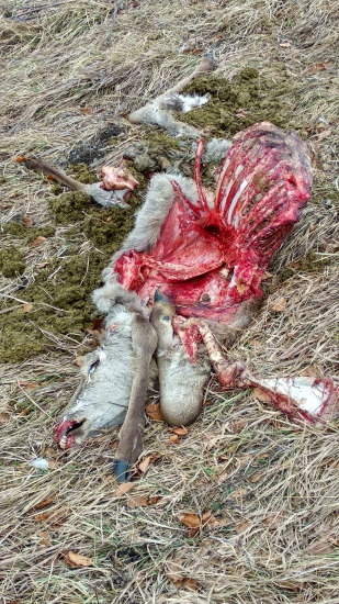 Čerstvá obeť vlka?, medveda?