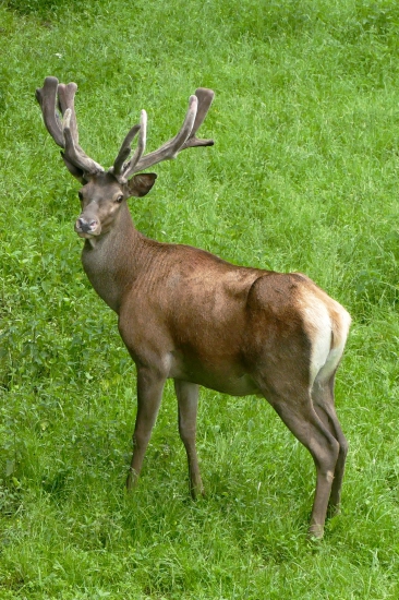 Jeleň