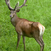 Jeleň