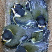 Vo vtáčej búdke (Sýkorka veľká)