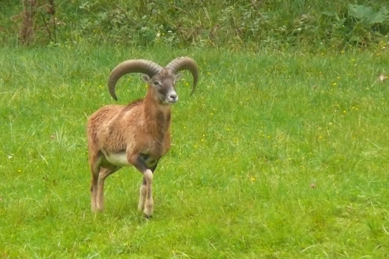 Muflón