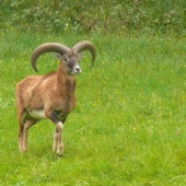 Muflón