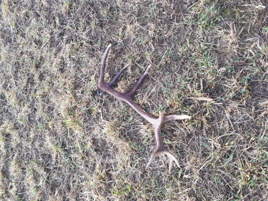 Lúčny šestnastorak 2,1kg