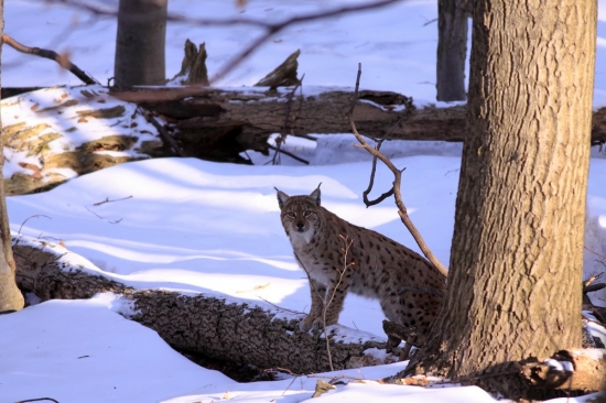 šťastné a veselé Vianoce