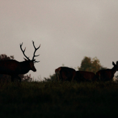 na horizonte s vyplazeným jazýčkom