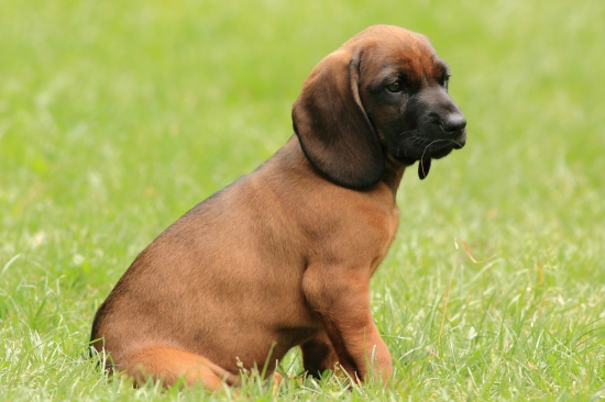 CAR (spod Radovickej skaly)