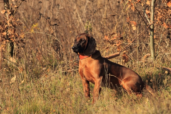 CAR spod Radovickej skaly
