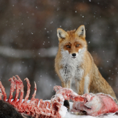 na strhnutom diviakovi