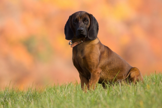 CAR  spod Radovickej skaly