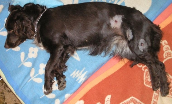 Nie je diviacik ako diviacik :-)