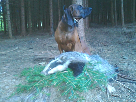 Borisová dohľadávka jazveca :-)))