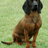 Jessík v Dvoriankach