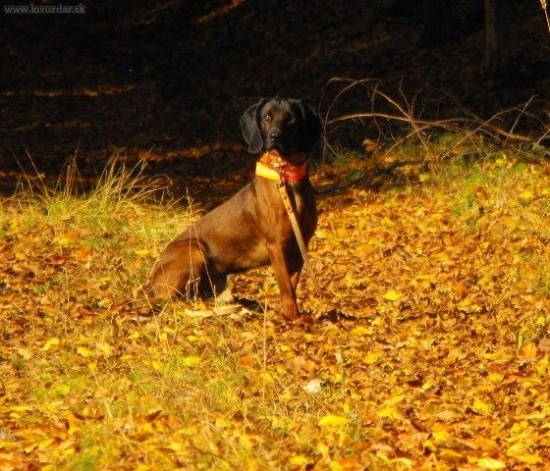 Odkladacka na skuskach