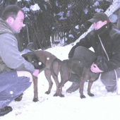 V marci budú šteniatka :-D !