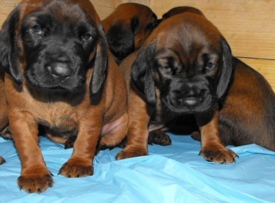 Asmej a Ander Deravá skala