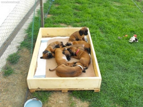 My si takto vegetíme... 6týždňoví bavoráci