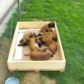 My si takto vegetíme... 6týždňoví bavoráci