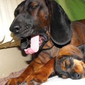 Nas prirastok - Tara