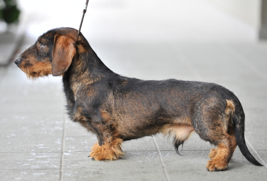 Nový plemenník na obzore :D