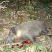 Lanštiak-rana za uško a zostal 