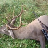 Môj prvý jeleň-tak predsa má aj mňa Diana trošku rada...