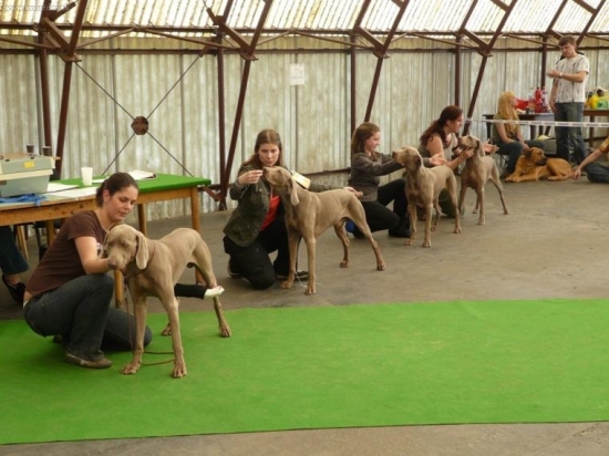 Krajská výstava Ml. Boleslav - souboj o vítěze