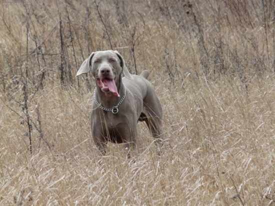 10 měsíční štěně