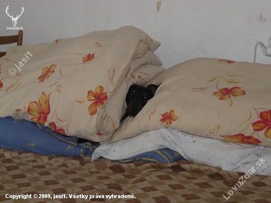 Norník postelový :o))