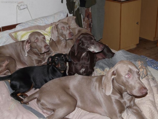 Postelový povaleči :o) naše smečka aktuálné