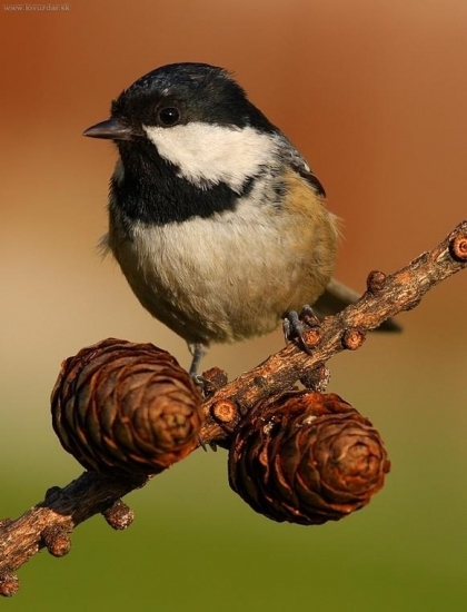 Parus ater /Sýkorka uhliarka/