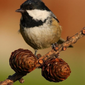 Parus ater /Sýkorka uhliarka/