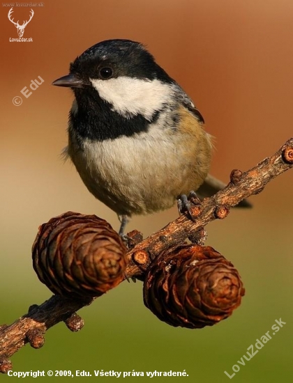 Parus ater /Sýkorka uhliarka/